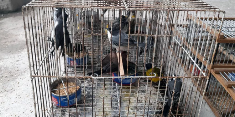 Cazaban aves con jaulas y llamadores en Totoras: allanamiento y recuperación de animales