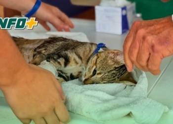 Nuevo operativo de esterilización y vacunación para perros y gatos en San Genaro