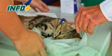 Nuevo operativo de esterilización y vacunación para perros y gatos en San Genaro