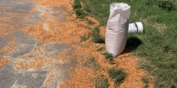 Le abrieron la boquilla a un camión e intentaron robar el cereal