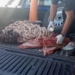 Monje: Los pumas secuestraron costillares y chorizos que eran transportados sin cadena de frío