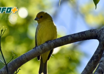 Realizarán un avistaje de aves en Puerto Gaboto abierto a todo público