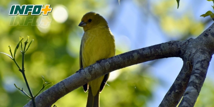 Realizarán un avistaje de aves en Puerto Gaboto abierto a todo público