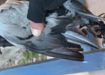 Encontraron otra paloma con un celular atado a sus patas cerca de la cárcel de Coronda