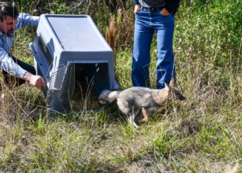 Invitan a una jornada de introducción al manejo y rescate de fauna silvestre en Totoras