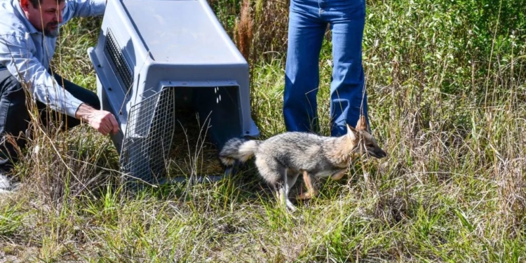 Invitan a una jornada de introducción al manejo y rescate de fauna silvestre en Totoras