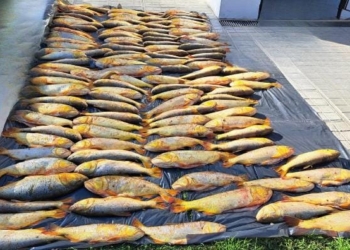 La policía rural incautó 130 piezas ictícolas y sancionó a un pescador sin habilitación