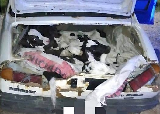 Insólito: detuvieron a tres hombres de Gálvez que llevaban ocho terneros en un Peugeot 504