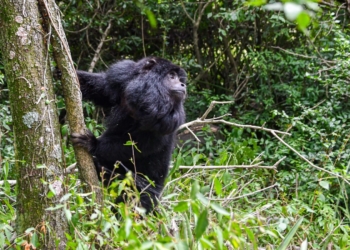 Biodiversidad: Provincia ya liberó más de 350 animales silvestres en 2025