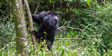 Biodiversidad: Provincia ya liberó más de 350 animales silvestres en 2025