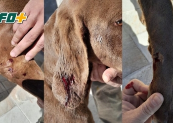 Los pitbulls de Barrancas volvieron a atacar: ingresaron a una casa y agredieron a un perro