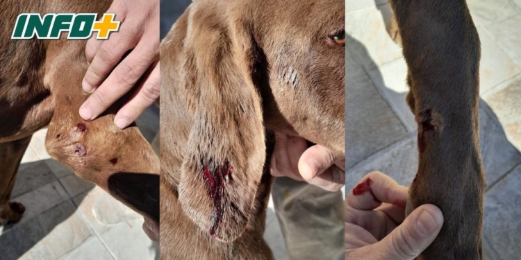 Los pitbulls de Barrancas volvieron a atacar: ingresaron a una casa y agredieron a un perro