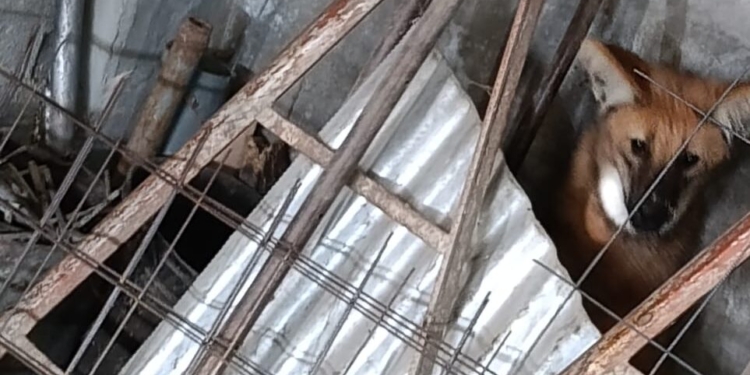 Apareció un Aguará Guazú en Coronda: fue rescatado por la policía ecológica