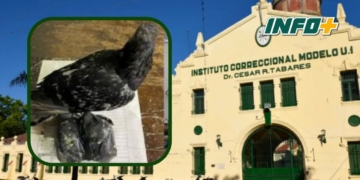 Una paloma con droga fue hallada cerca de la cárcel de Coronda enredada en cables de alta tensión