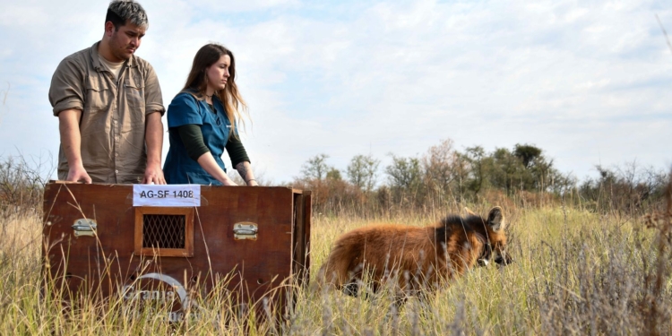Liberaron a un aguará guazú que apareció en un galpón de Coronda