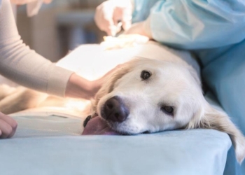 Anunciaron la nueva jornada de castración gratuita para perros y gatos en Barrancas
