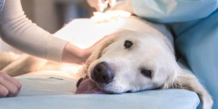 Anunciaron la nueva jornada de castración gratuita para perros y gatos en Barrancas