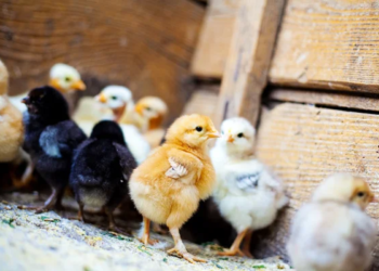 Robaron 100 pollitos en una estancia de la región: fueron recuperados e identificaron a un joven