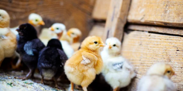 Robaron 100 pollitos en una estancia de la región: fueron recuperados e identificaron a un joven