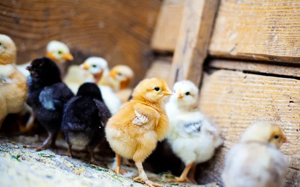 Robaron 100 pollitos en una estancia de la región: fueron recuperados e identificaron a un joven