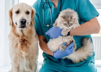 Barrancas lanza una nueva campaña de esterilización para perros y gatos comunitarios