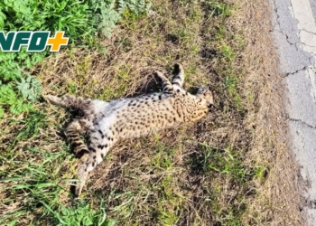 Encontraron un gato montés atropellado entre Totoras y Serodino