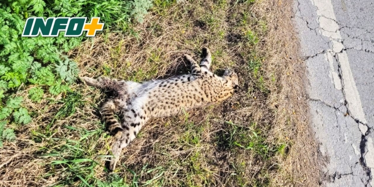 Encontraron un gato montés atropellado entre Totoras y Serodino