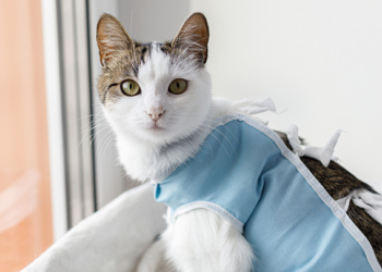 Nueva jornada de castración masiva y vacunación antirrábica en Timbúes