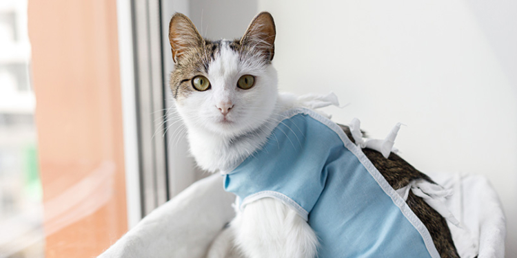 Nueva jornada de castración masiva y vacunación antirrábica en Timbúes