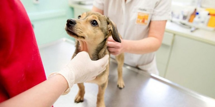 Nueva jornada gratuita de castración en Serodino para perros y gatos