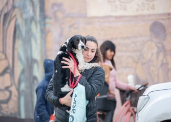 Exitosa jornada de castración masiva en Timbúes con 95 mascotas intervenidas