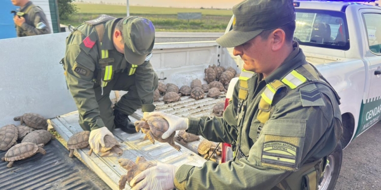 Totoras: Gendarmería rescató más de 160 tortugas y aves protegidas en un operativo sobre Ruta 34