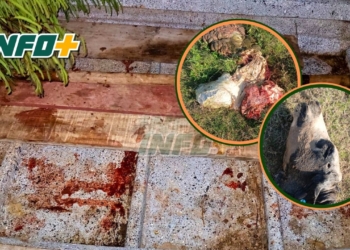 Operativo de «Los Pumas» por faenamiento ilegal en las islas frente a Gaboto