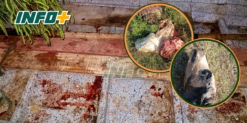 Operativo de «Los Pumas» por faenamiento ilegal en las islas frente a Gaboto