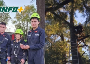 Bomberos de Barrancas rescataron un ave atrapada en su propio nido