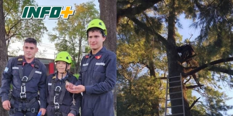 Bomberos de Barrancas rescataron un ave atrapada en su propio nido