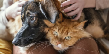 Barrancas anunció una nueva campaña de esterilización para perros y gatos