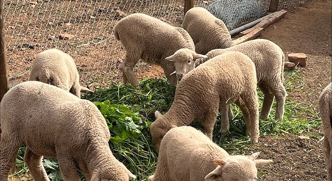 Robaron tres corderitos en un campo entre Oliveros y Maciel: piden ayuda para recuperarlos