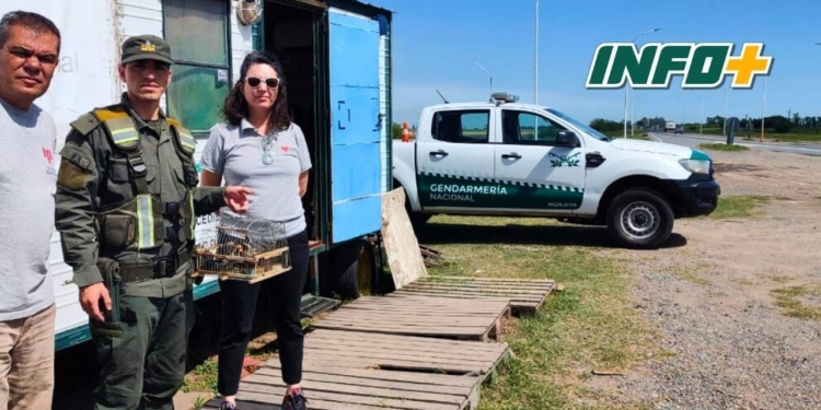 Totoras: secuestraron aves que eran transportadas en un colectivo en rutas 34 y 91