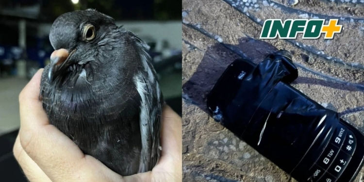 Secuestraron un celular atado a la pata de una paloma cerca de la cárcel de Coronda