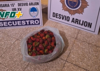 Robó frutillas y le gritó a la policía “no me van a agarrar”: terminó aprehendido
