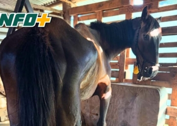 Un caballo con una fractura fue rescatado en Maciel y necesita apoyo para su tratamiento