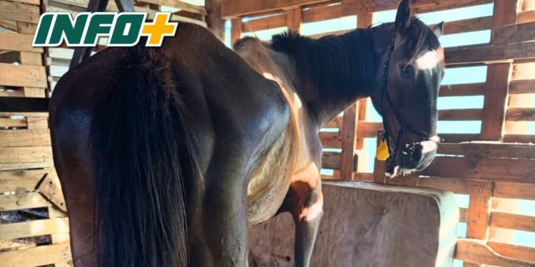 Un caballo con una fractura fue rescatado en Maciel y necesita apoyo para su tratamiento