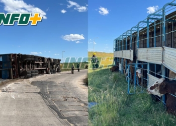 Un camión cargado con vacas volcó sobre autopista Rosario Córdoba: intentaron faenarlas