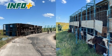 Un camión cargado con vacas volcó sobre autopista Rosario Córdoba: intentaron faenarlas