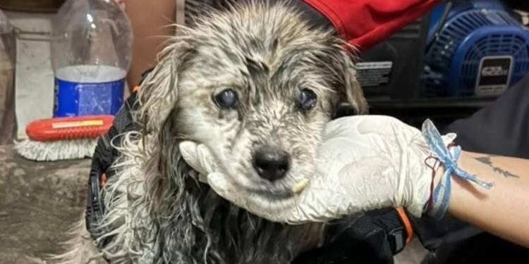 Bomberos de Totoras salvaron a una perrita y buscan a sus dueños