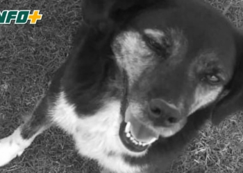 Impotencia en Totoras: una perrita escapó asustada por la pirotecnia y apareció muerta