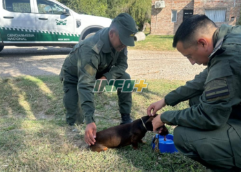 Gendarmería rescató a un perrito a punto de ser atropellado en Ricardone