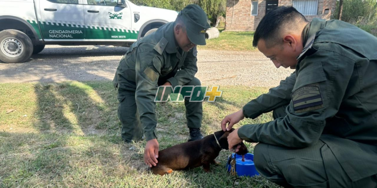 Gendarmería rescató a un perrito a punto de ser atropellado en Ricardone