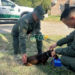 Gendarmería rescató a un perrito a punto de ser atropellado en Ricardone